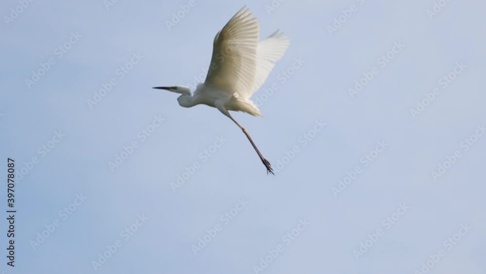 great egret flies and sits on a tree great egret flies and sits on a tree