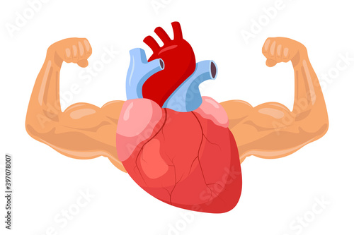 Strong and healthy heart illustration. Human heart with big muscular arms. Sport and medicine concept. Vector isolated on white