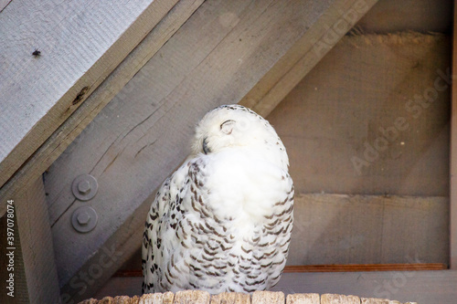 Front view of a snowy owl in its shelter, Bubo scandiacus