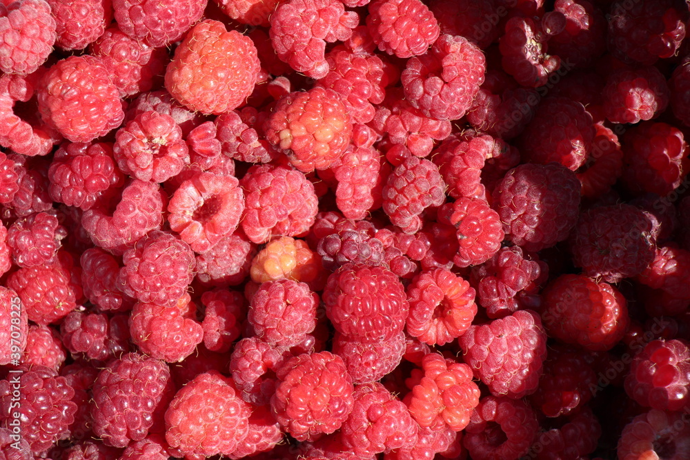 close up of ripe raspberries close up of ripe raspberries