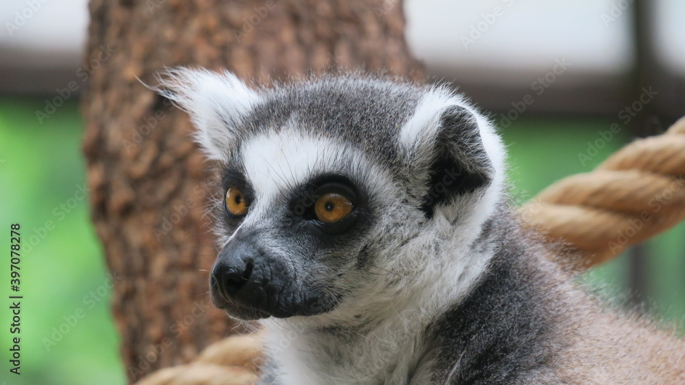 Obraz premium Madagascar Wildness