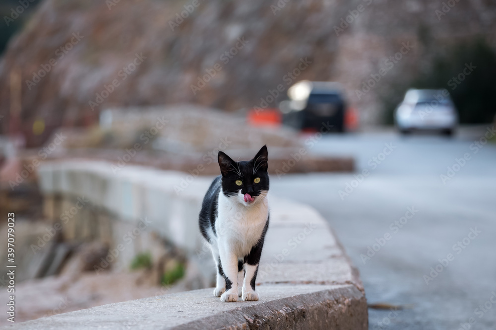 A black and white cat on the side of the road is licking its lips after eating. Blurry background. Cute street cat in its natural habitat in winter.