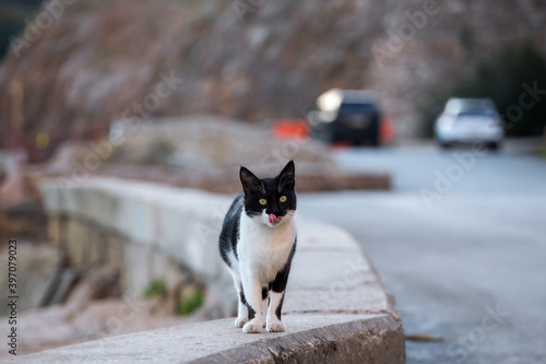 A black and white cat on the side of the road is licking its lips after eating. Blurry background. Cute street cat in its natural habitat in winter. © Екатерина Дмитренко