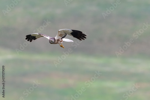 Marsh harrier Circus aeruginosus in flight © AlexandruPh