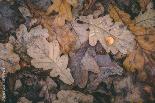 fallen oak brown leaves on the ground. carpet of leaves. leaf pattern