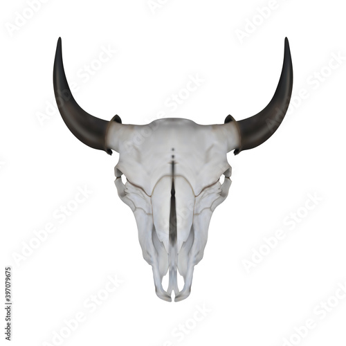 Bull head skull with horns isolated on white background. Illustration