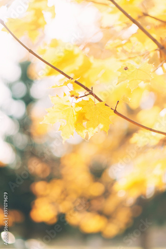 Yellow maple leaves on a branch in autumn with a blurred background