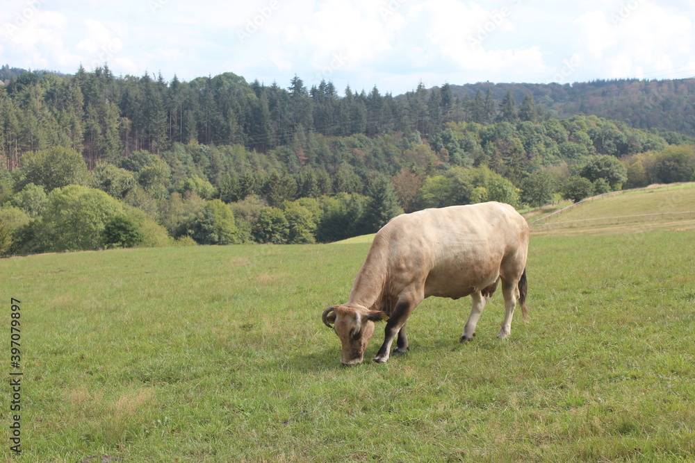 A brown cow is grazing on a green hill with a wide view.