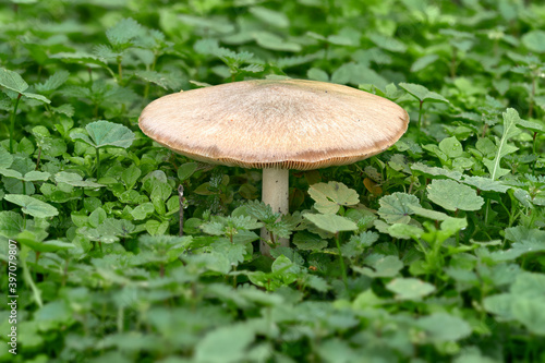 Volvariella speciosa mushroom sticking out of a field of green grass in Malaga. Spain photo