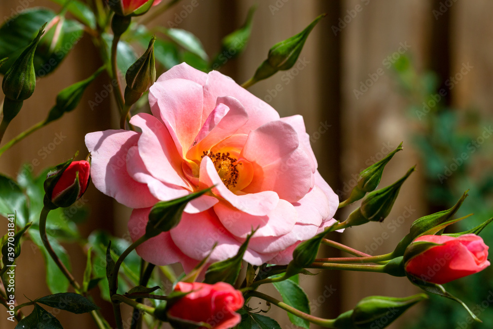 A single pink rose is in full bloom, while surrounded by others that are still in bud, in an English country garden. A single pink rose is in full bloom, while surrounded by others that are still in bud, in an English country garden.