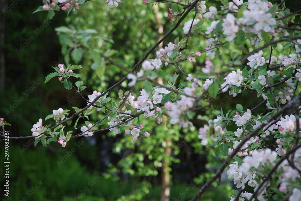 Blooming branches of an apple tree against the background of the sky and greenery.
Summer day. Apple tree in bloom. Many branches of an apple tree on them have green leaves and pink-white flowers. Som