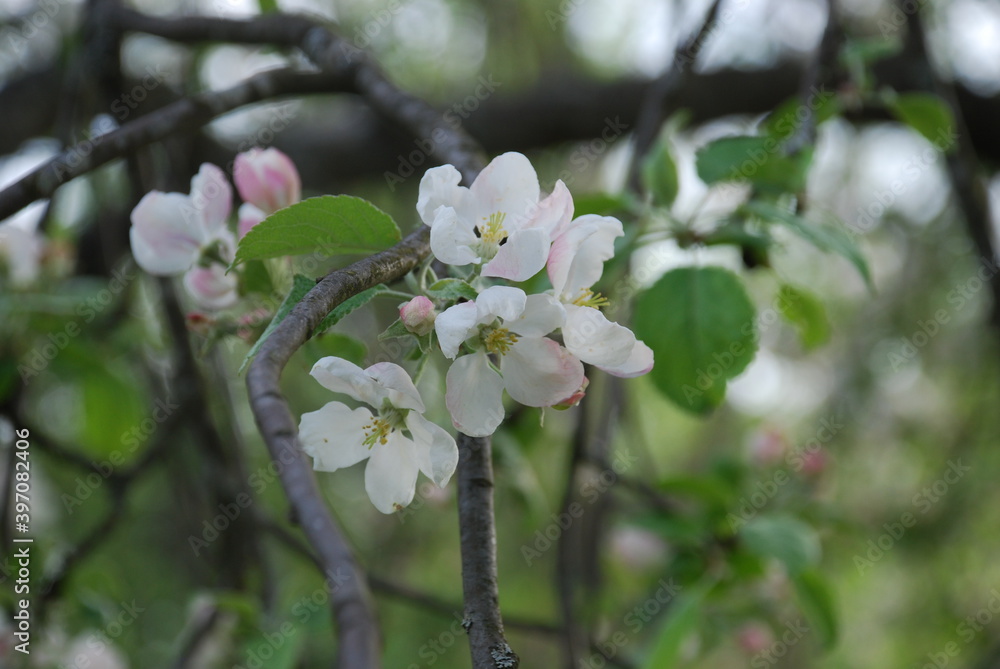 Fototapeta premium White flowers of an apple tree close-up. Summer day. White-pink flowers of an apple tree on a branch with green leaves. The branches are curved in different shapes at different distances.