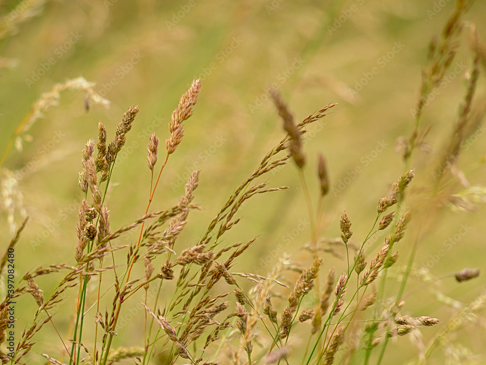 Flowering high wild grass halm in a meadow, selective focus with green bokeh background, poaceae Flowering high wild grass halm in a meadow, selective focus with green bokeh background, poaceae