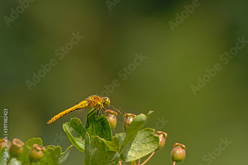 Common darter dragonfly on a green background Sympetrum striolatum photo