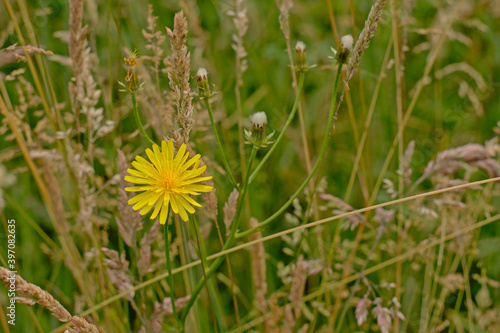 Bright yellow flatweed flower in a meadow with wild high grass. © Kristof Lauwers
