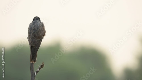 Laggar or lugger falcon or Falco jugger perched with an eye contact on winter morning drive at at tal chhapar blackbuck sanctuary churu rajasthan india photo