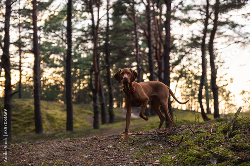 brown dog in the forest woods standing with one paw up leg on three legs