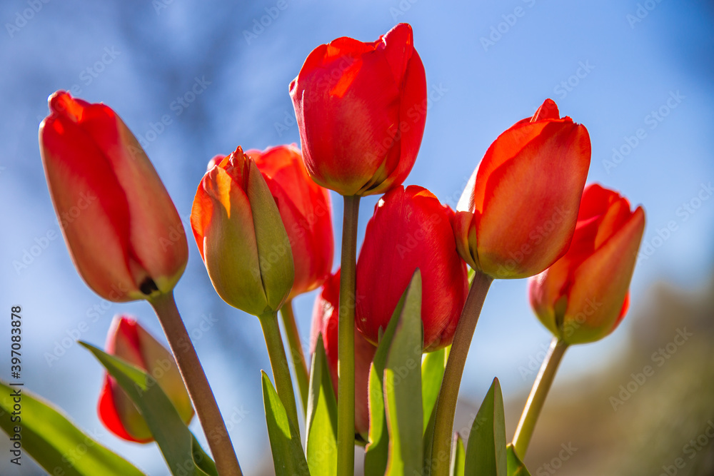 Rote Tulpen vor blauem Himmel.