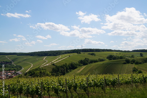 beautiful view of the vineyards in Franconia on a Sunny summer day