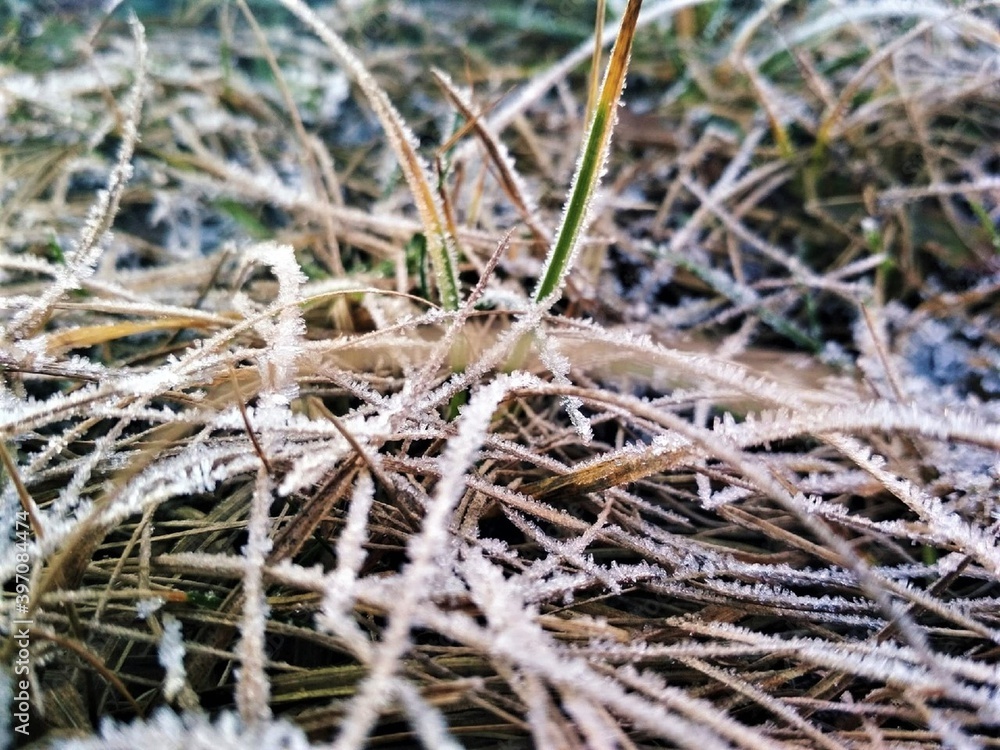 hoarfrost on the grass