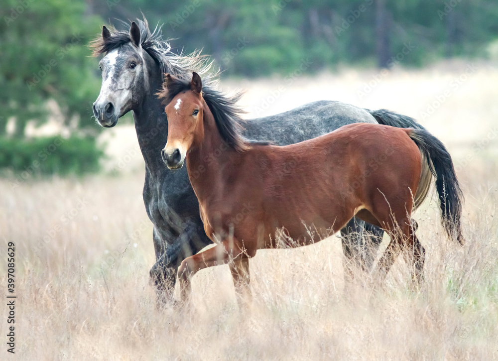 Obraz premium Two wild horses galloping in the field near the forest.