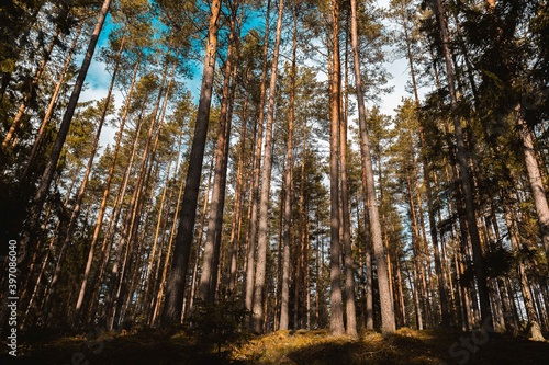 Fototapeta Naklejka Na Ścianę i Meble -  looking up view upside forest woods tree pine blue sky clouds 