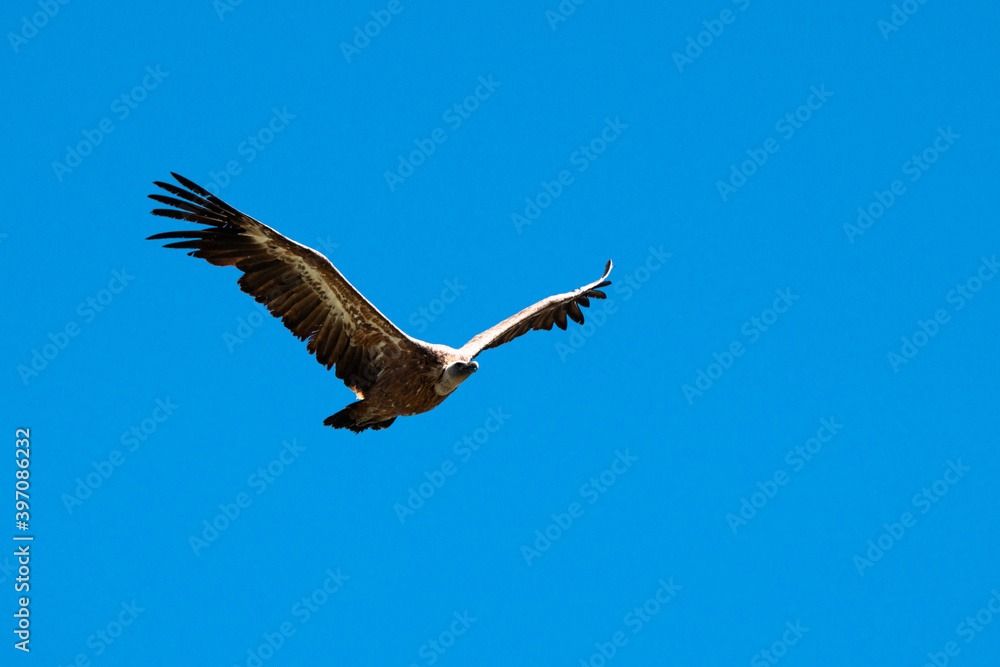 Obraz premium the bird