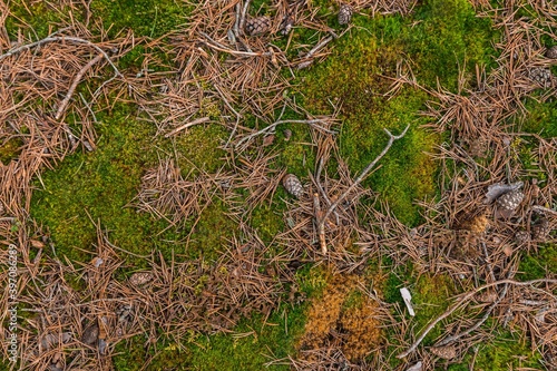 moss on tree multiple color with a pine cone 