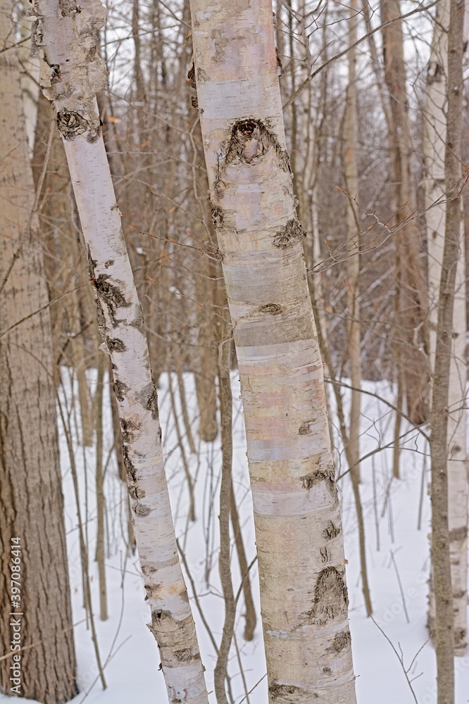 Obraz premium Silvler birch tree trunks forest detail - Betula pendula. Woodland, environment.