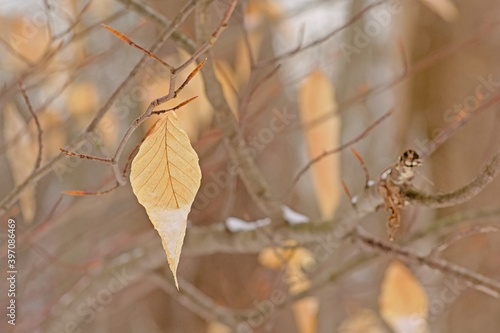 Fototapeta Dried American beech leaves on bare branches in the forest, Fagus grandifolia