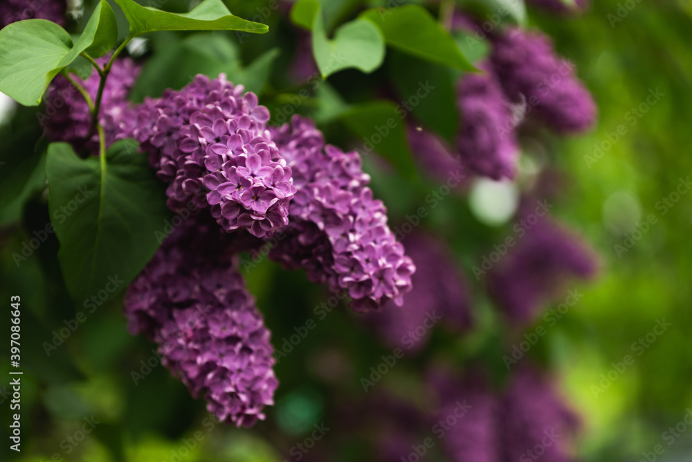 lilac close up purple green leaves spring summer flower bush lilac close up purple green leaves spring summer flower bush