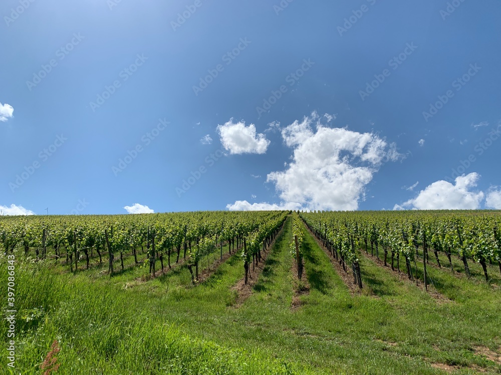 beautiful view of the vineyards in Franconia on a Sunny summer day