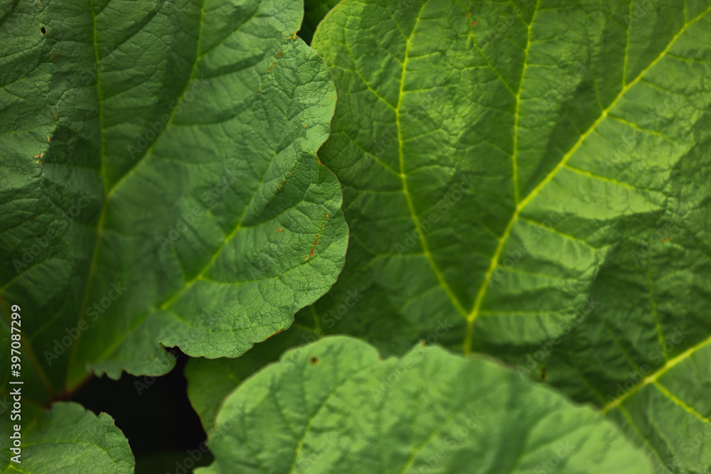 big green rhubarb leaves big green rhubarb leaves