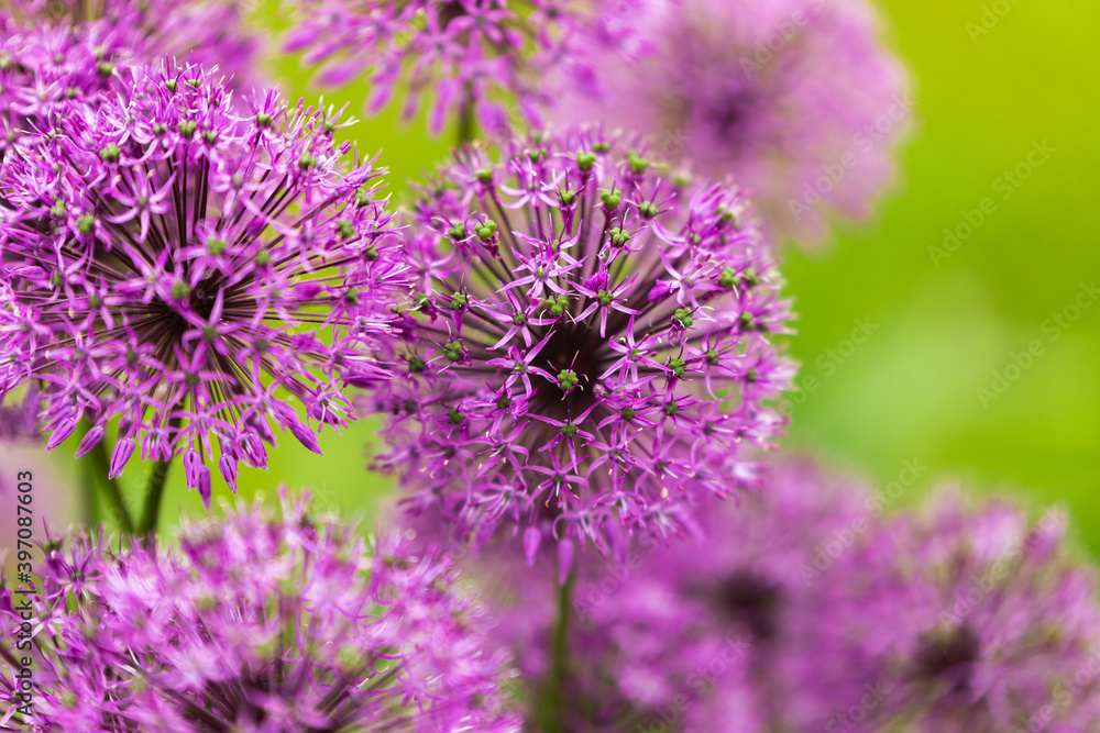 purple flowers Allium Ornamental onion ball shape on a long stem Spring summer garden green backdrop close up purple flowers Allium Ornamental onion ball shape on a long stem Spring summer garden green backdrop close up