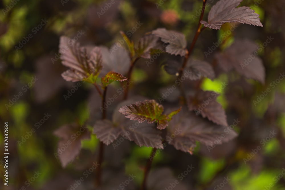 Obraz premium dark leaves of a bush tree in the wild 