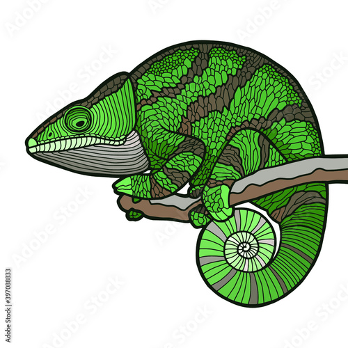 Vector illustration. Hand drawing realistic chameleon. Green lizard. © Okliii