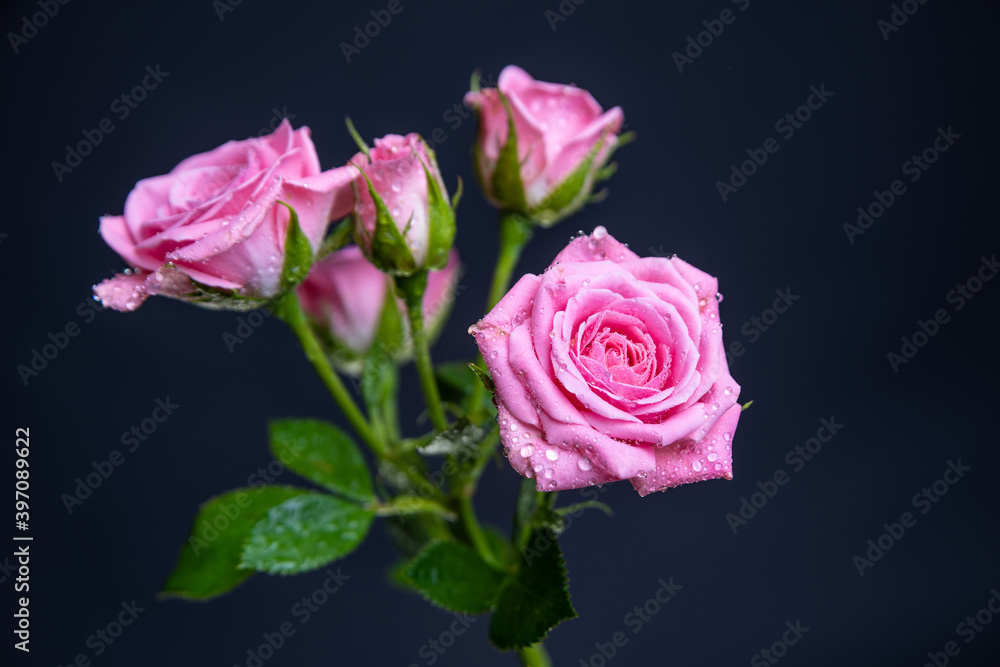 Pink Roses