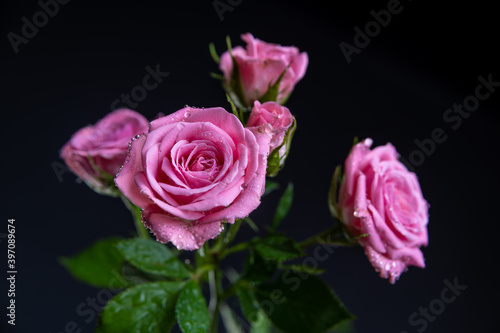 Pink Roses