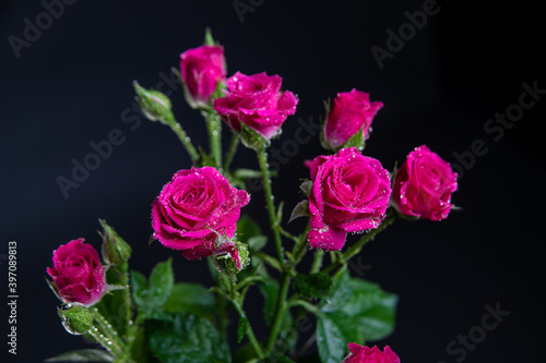 Pink Roses