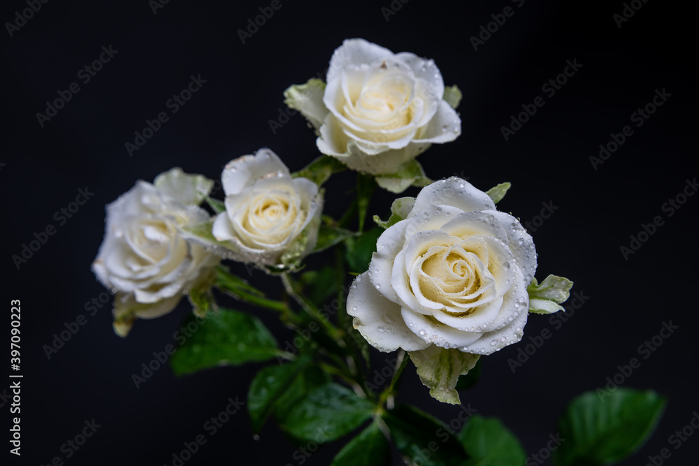 White Roses White Roses