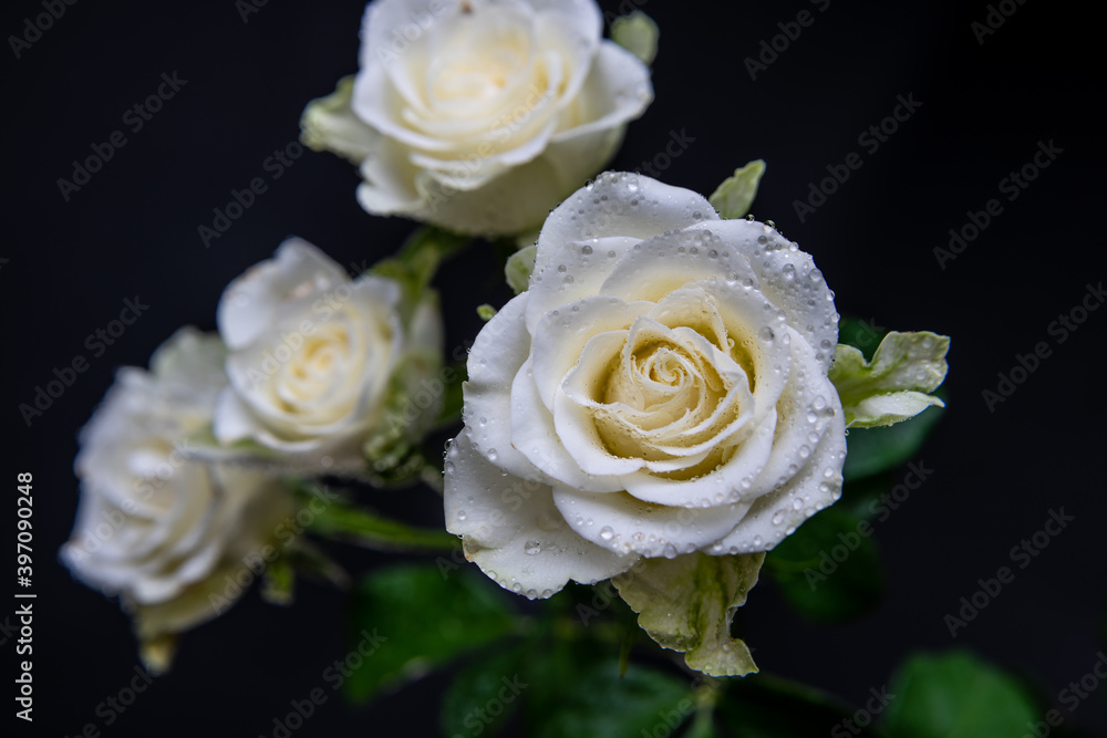 White Roses White Roses
