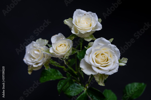 White Roses