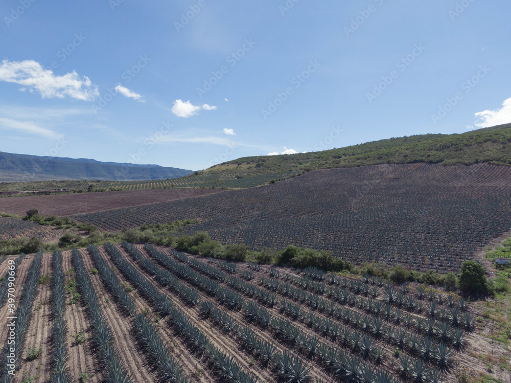 Agave field in oaxaca	