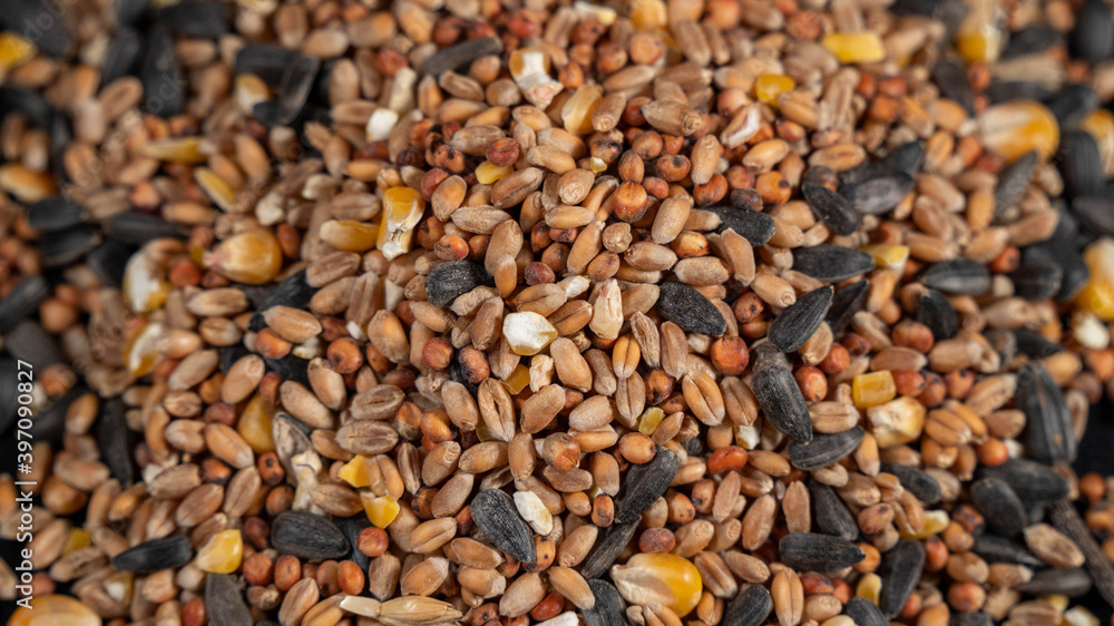 Seeds for feeding birds, on black background Seeds for feeding birds, on black background