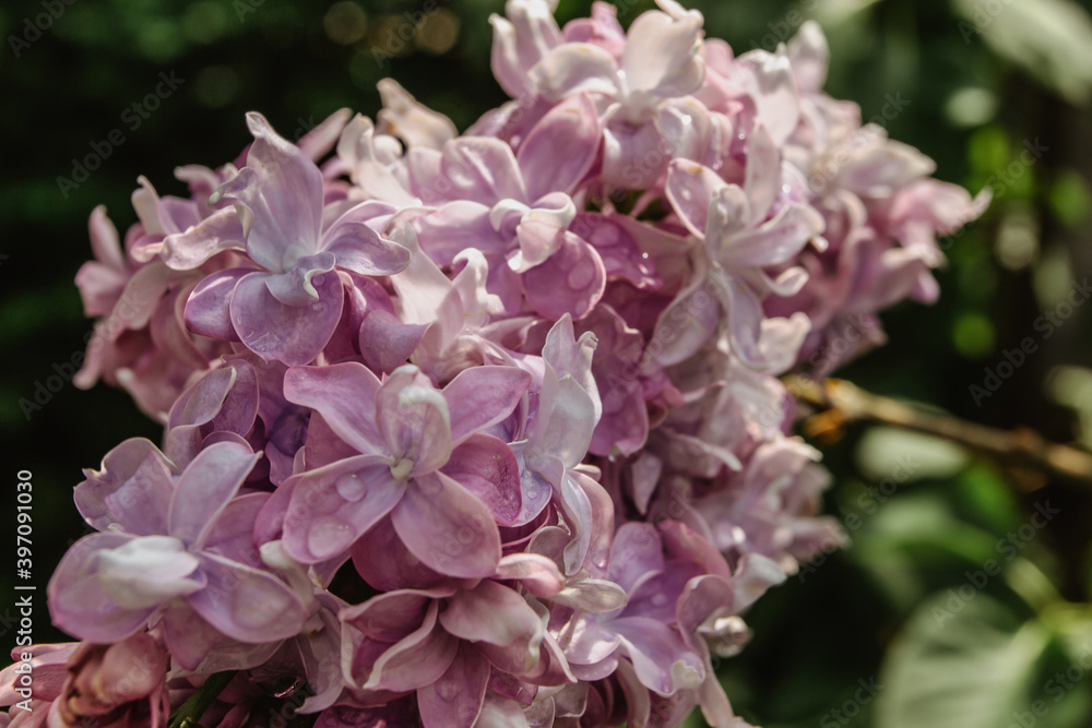 Blossom lilac flowers in spring. Flowering lilac bush close-up on blurred background. Bouquet of purple flowers. Spring natural decoration. Romantic gift for woman. Space for banner selective focus Blossom lilac flowers in spring. Flowering lilac bush close-up on blurred background. Bouquet of purple flowers. Spring natural decoration. Romantic gift for woman. Space for banner selective focus