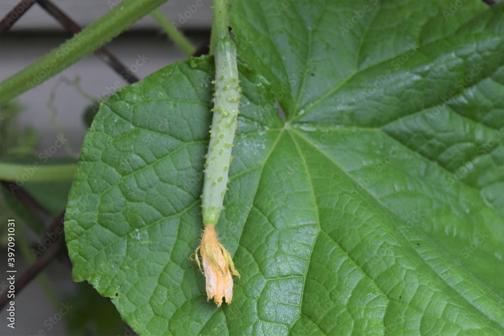 A Tiny Cucumber with a Withered Flower Laying on the Big Leaf at a Family Back Yard Organic Garden A Tiny Cucumber with a Withered Flower Laying on the Big Leaf at a Family Back Yard Organic Garden