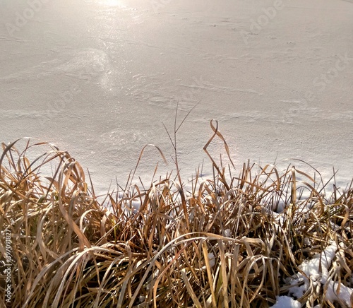 dry tall yellow grass on a background of ice on a frozen lake
