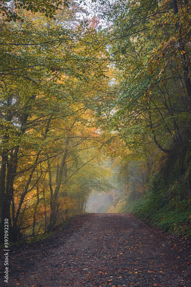 Road in an autumnal foggy forest on a rainy day in Asturias, Spain.