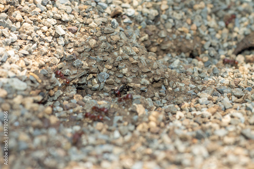 hormiguero de hormigas rojas