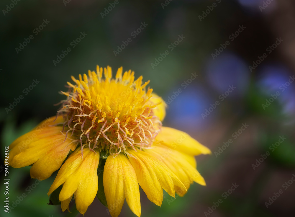 Yellow Mesa Peach Blanket Flower Yellow Mesa Peach Blanket Flower